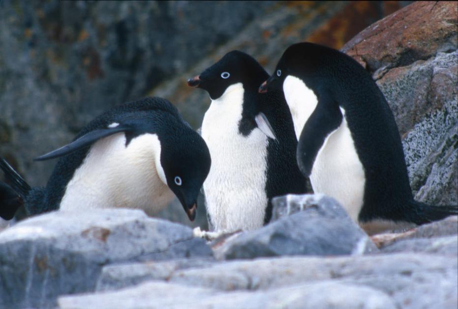 Top 10 facts about Adélie penguins | WWF