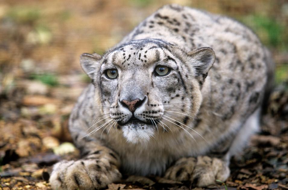 Top 10 facts about Snow Leopards | WWF