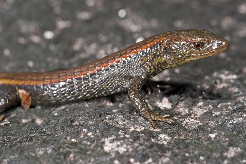 381 New Species Discovered In The Amazon Wwf 381 New Species Discovered In The Amazon Wwf