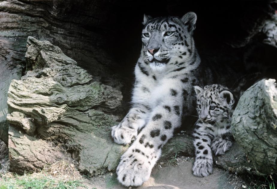 The snow leopard: elegant and elusive | WWF