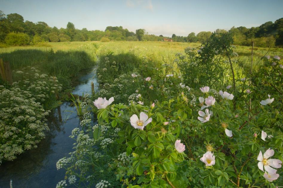 40% of rivers in England and Wales polluted by sewage | WWF