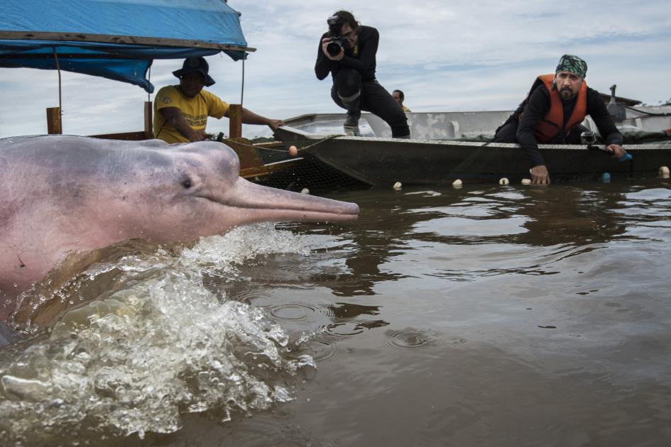 How tracking helps Amazon river dolphins | WWF