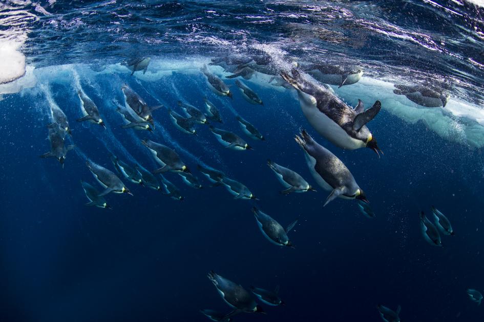 Emperor penguins | WWF