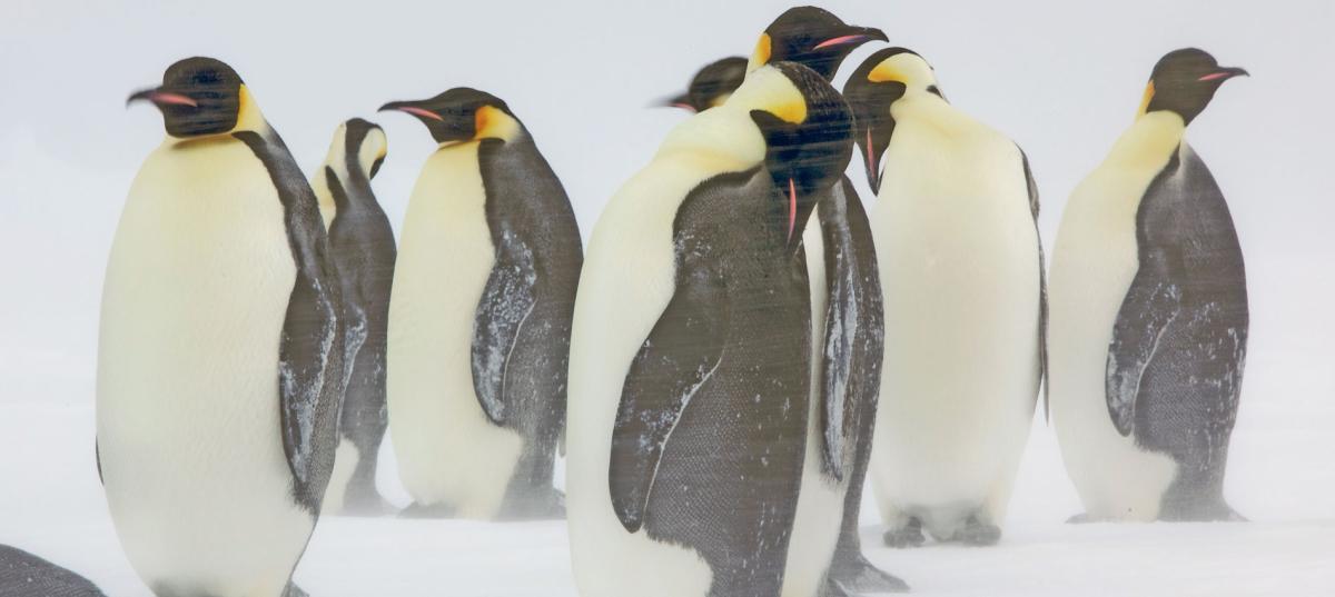 Emperor penguins: the toughest birds on the planet? | WWF