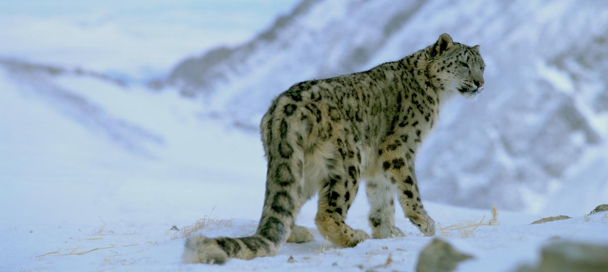 World Snow Leopard Day: 23rd October | WWF