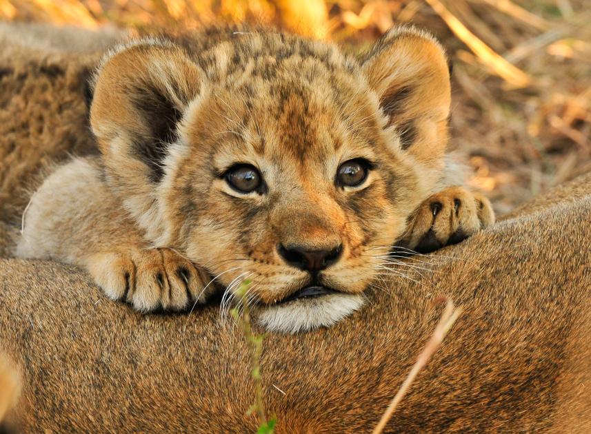 African Lions WWF african-lions-wwf