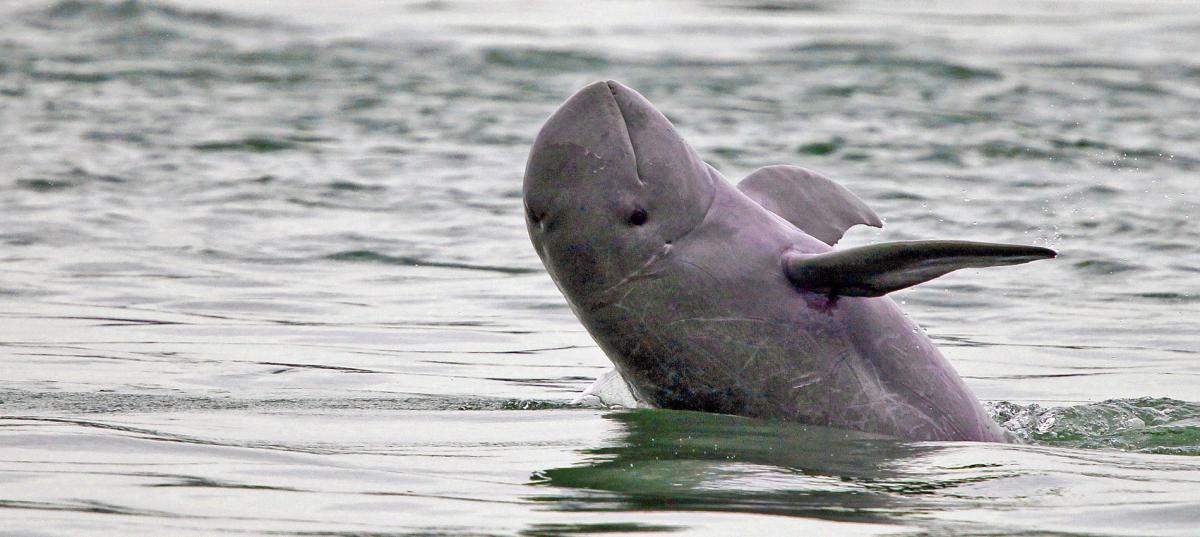 Mekong river dolphin population rises | WWF
