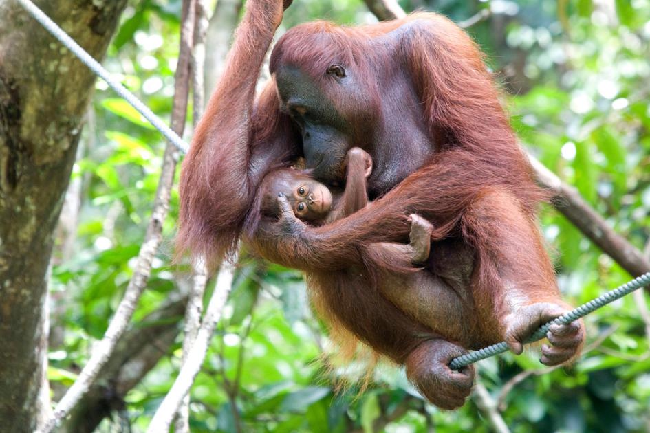 Orangutans: VIPs of Asia's rainforests | WWF
