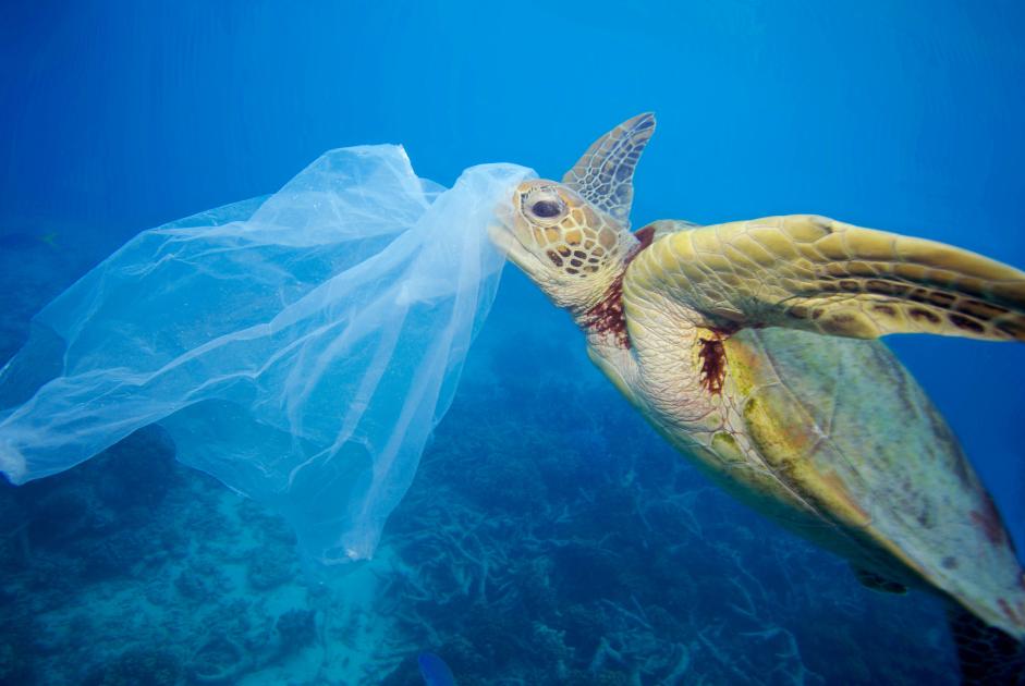 Fight against plastic pollution WWF