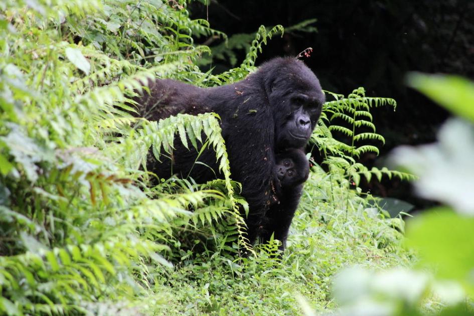 Mountain Gorilla Wwf Mountain Gorilla Wwf