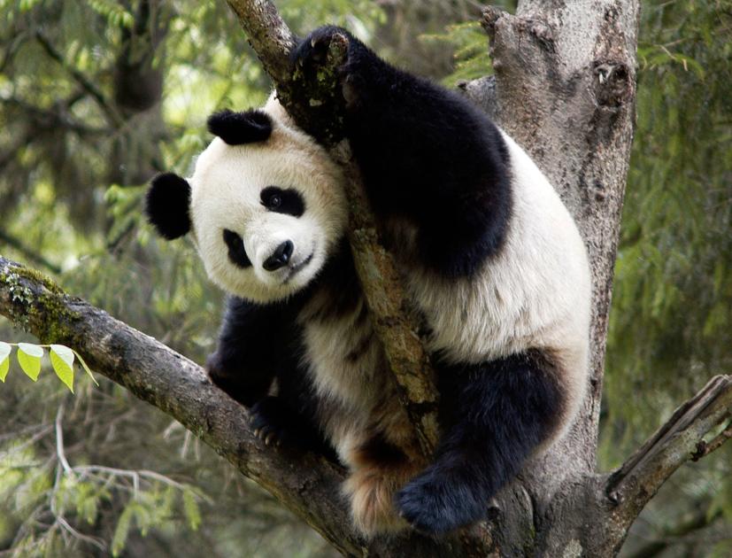 Quiz your world: fun tests to do at home | WWF Quiz your world: fun tests to do at home | WWF