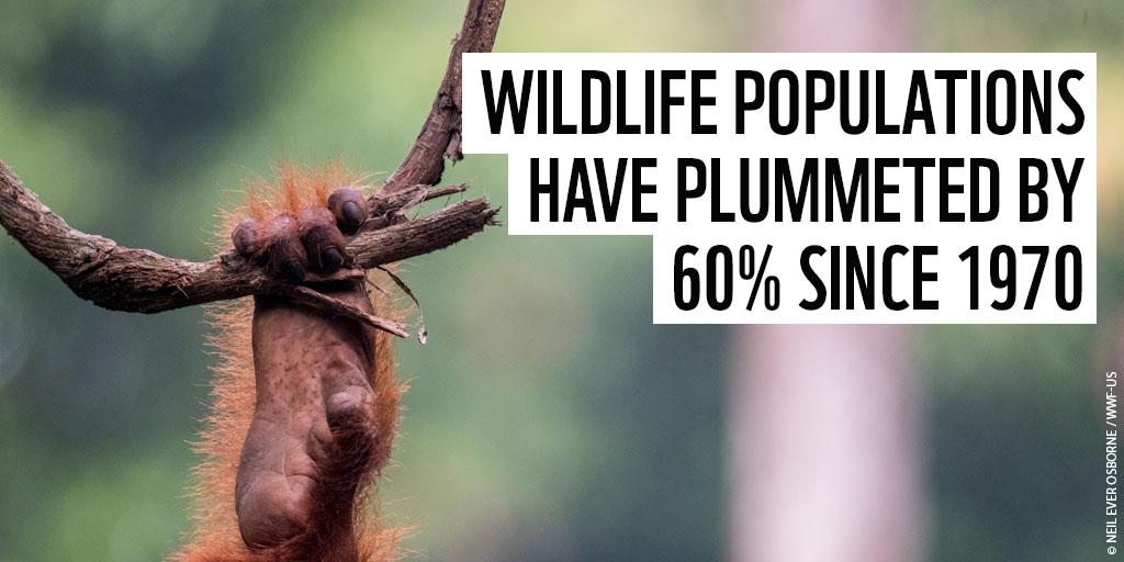 Preview image of https://www.wwf.org.uk/updates/living-planet-report-2018