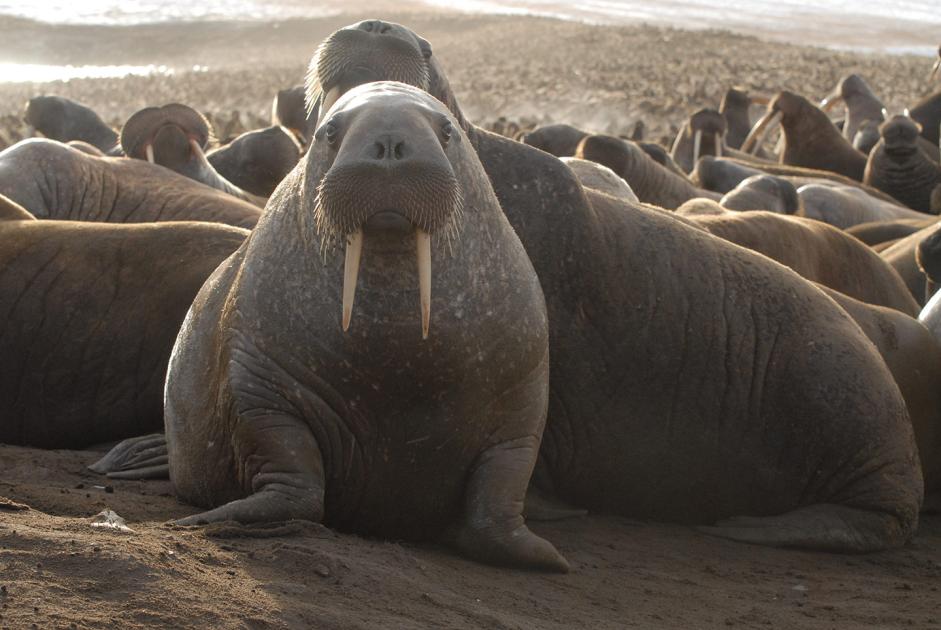 Here are our top 10 facts about Walrus | WWF