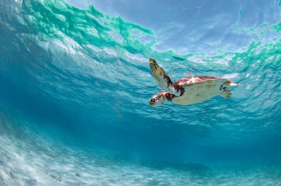 6 ways to help save our seas