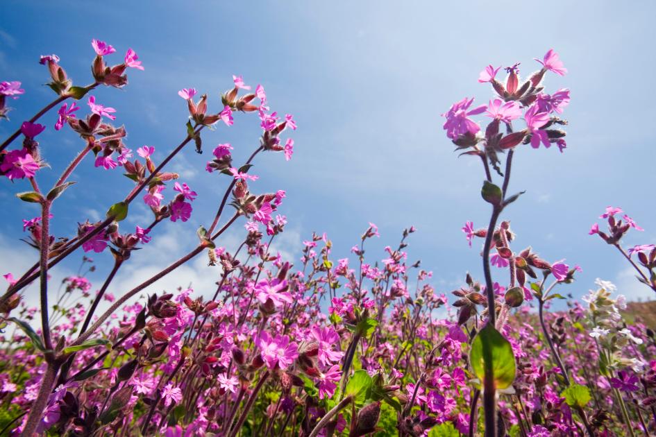 Our guide to growing wildflowers at home WWF