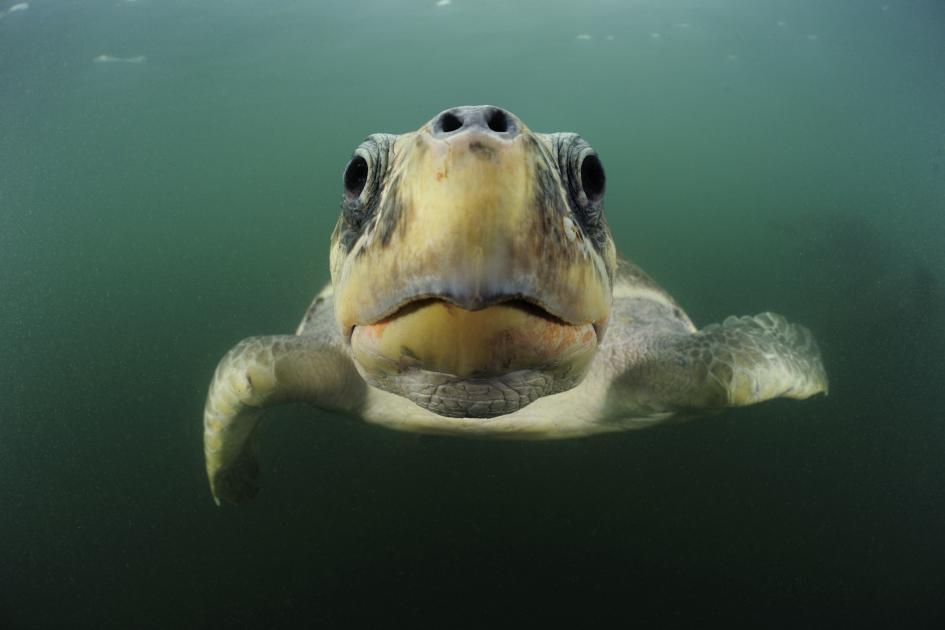 Top 10 marine turtles | WWF