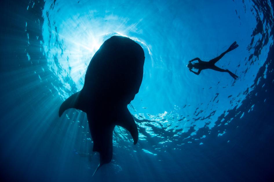 5 interesting facts about whale sharks | WWF 5 interesting facts about whale sharks | WWF