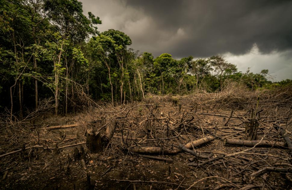 II. Environmental Impact of Deforestation