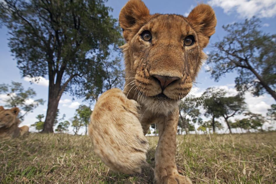 Lions: Habitat, Diet, & Conservation