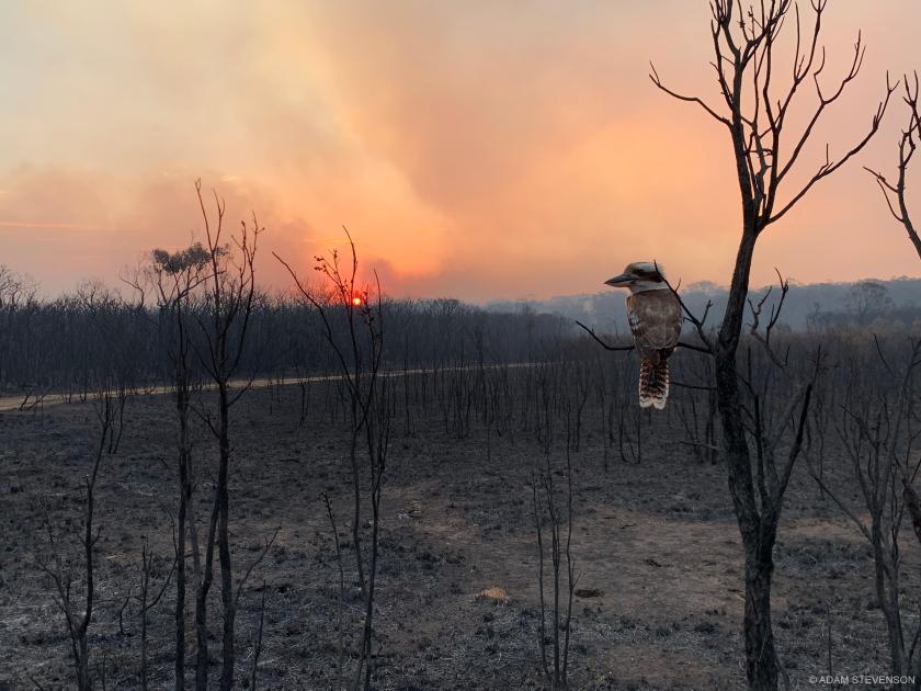 you can the Australia fires | WWF
