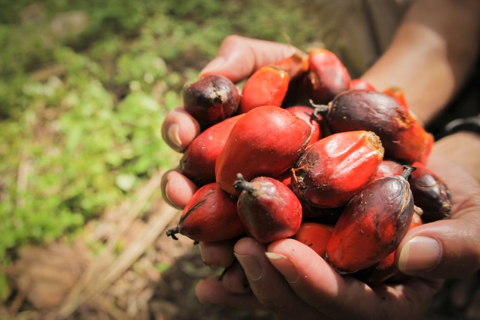 Palm Oil vs. Palm Kernel Oil