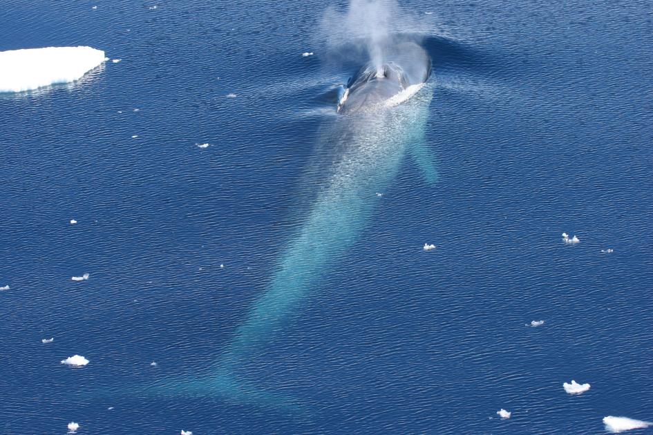 Antarctic blue whale numbers are recovering WWF