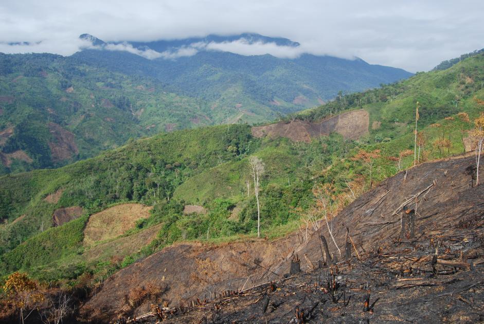 5 ways to stop deforestation in our food WWF