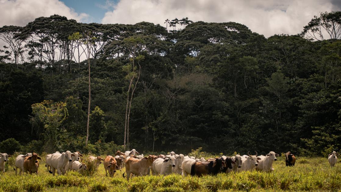 Deforestation and food: your questions answered Biology Diagrams