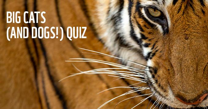 Big Cats And Dogs Quiz Wwf