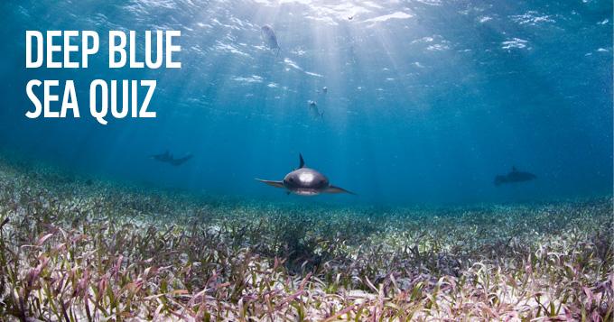 Deep blue sea quiz: how much do you know about the ocean? | WWF Deep blue sea quiz: how much do you know about the ocean? | WWF