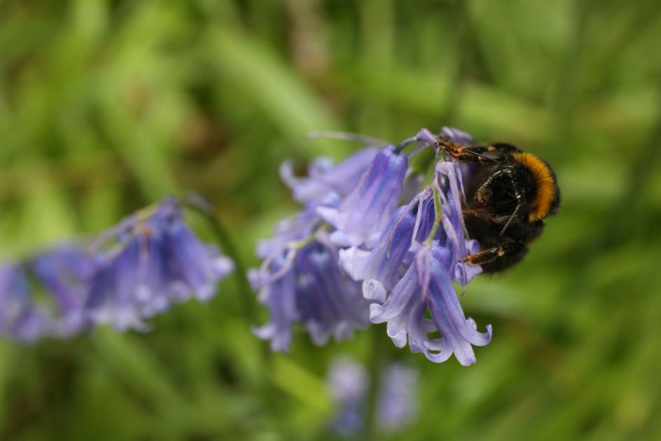 The seven bumblebees you'll see in Britain, and how to identify them -  Country Life