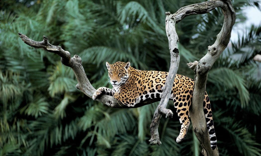 Here are our top 10 facts about Jaguars | WWF