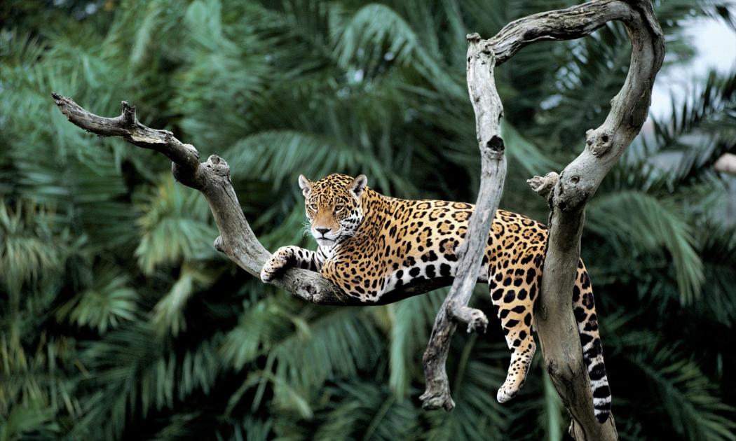 Le jaguar se jette à l'eau