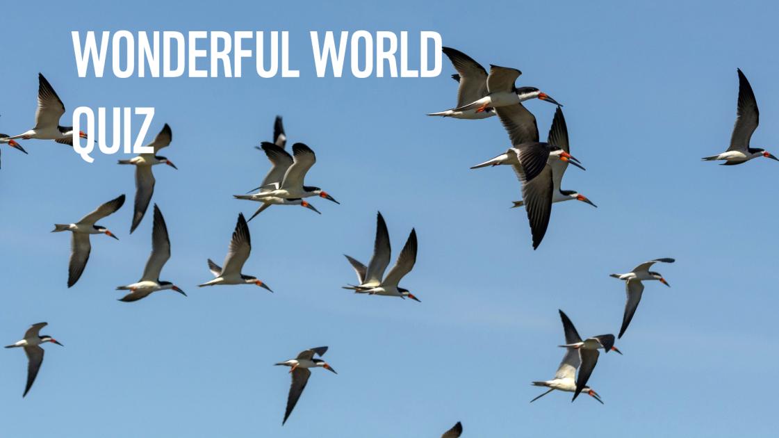 Take our short wonderful world quiz | WWF Take our short wonderful world quiz | WWF