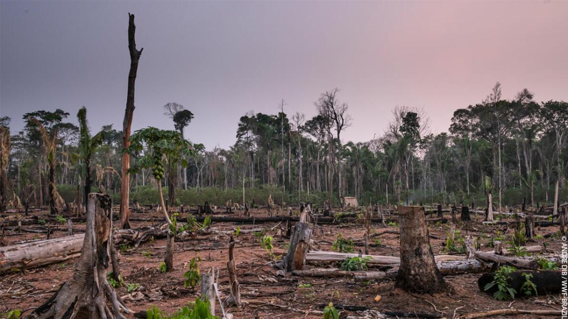 5 Ways To Help The Amazon Rainforest Wwf
