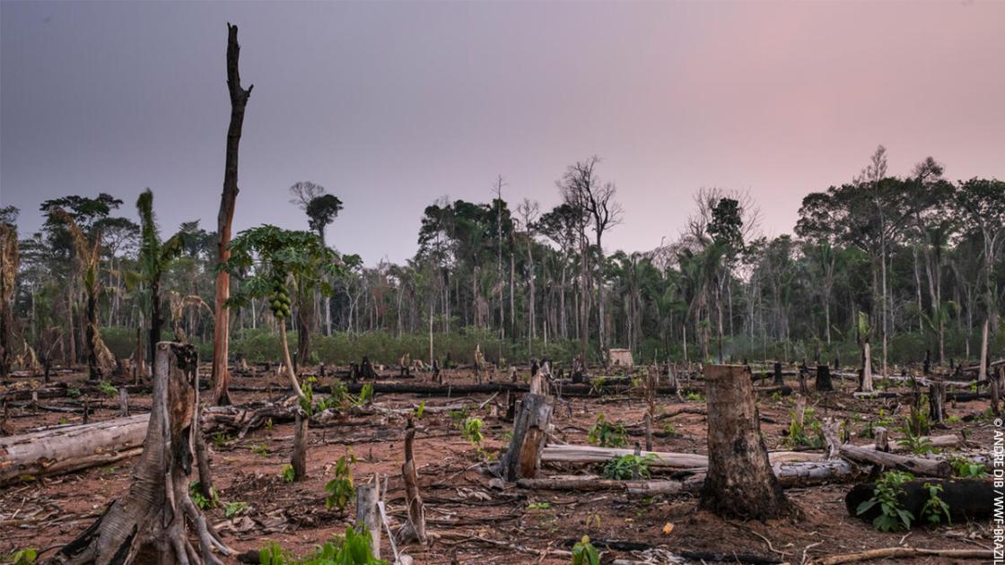 Future threats to the rainforest