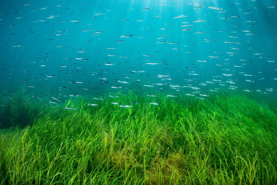 Planting hope - How seagrass can tackle climate change | WWF