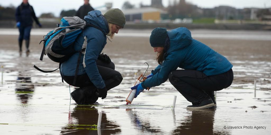 Seagrass meadows set to return to Firth of Forth | WWF