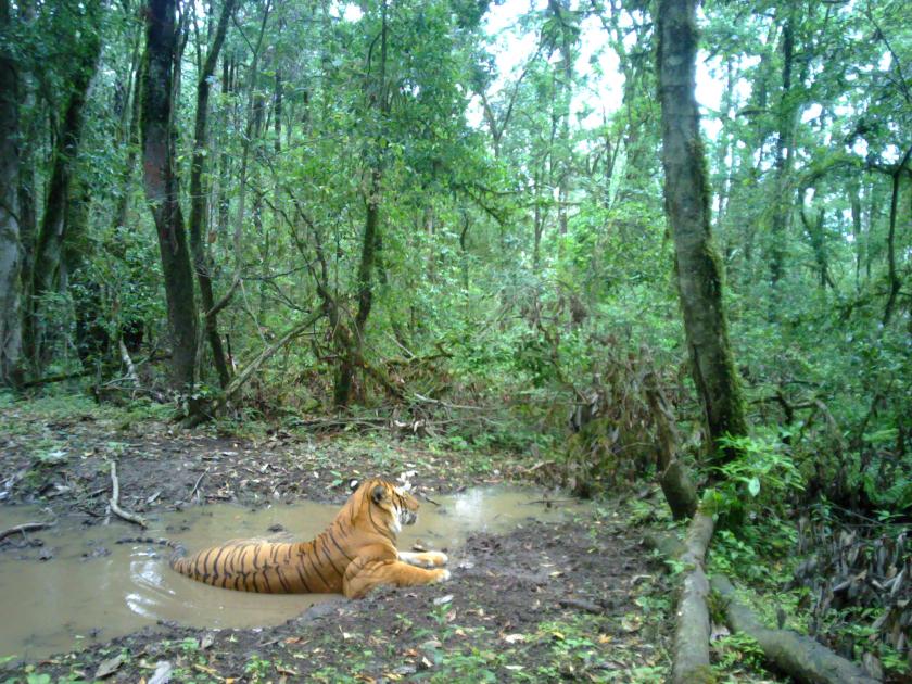 Bhutan announces tiger numbers for Global Tiger Day | WWF