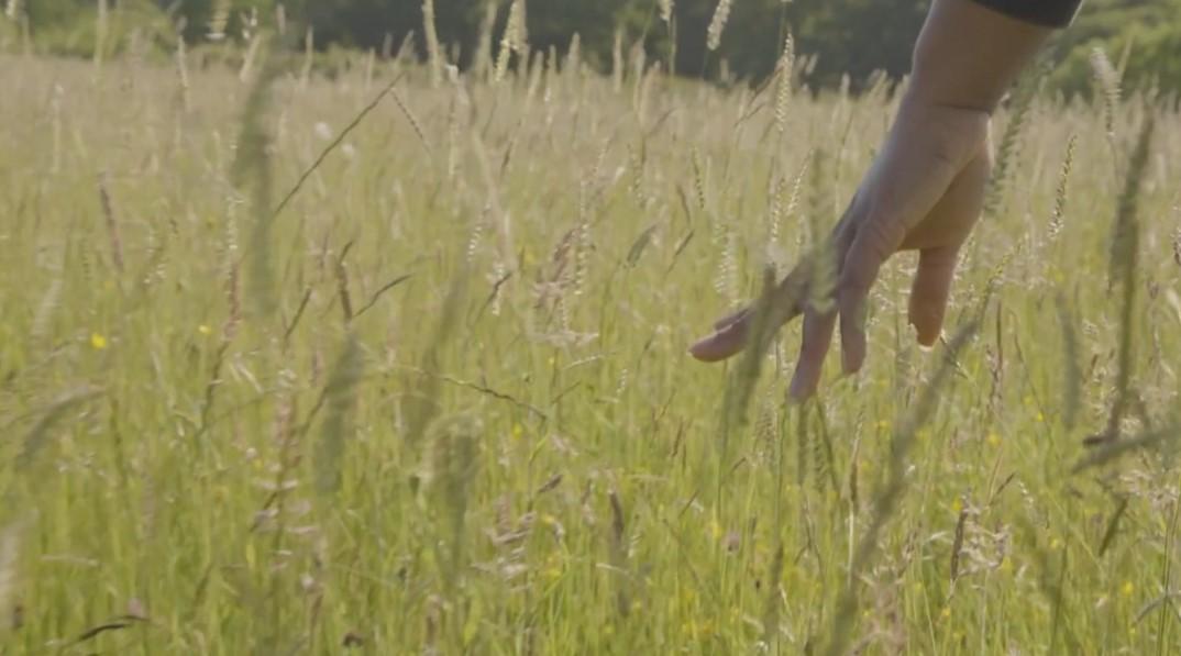 Wild Hand Movement Mindful Moments | WWF