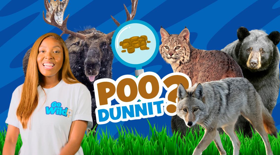 Poo quiz: Piles of poo | WWF