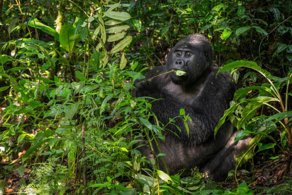 Working to protect mountain Gorillas | WWF
