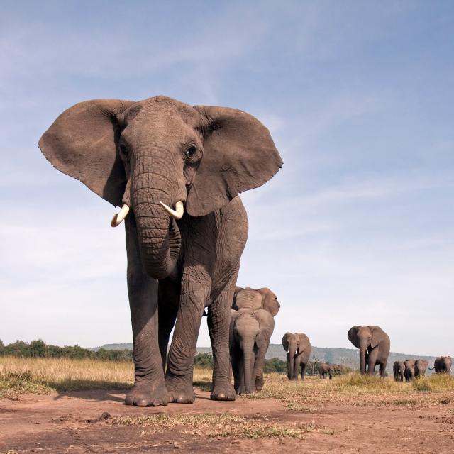AElephant2ALT