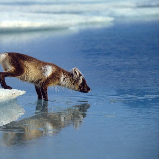 Arctic fox