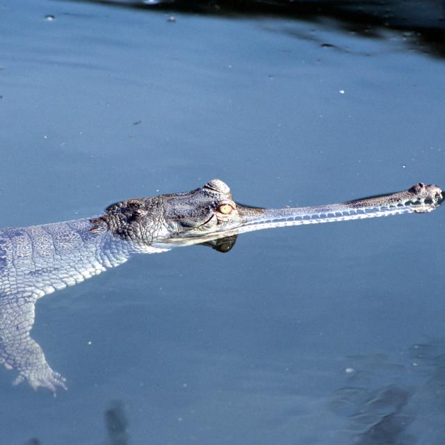 Gavialis gangeticus, Gharial, close-up