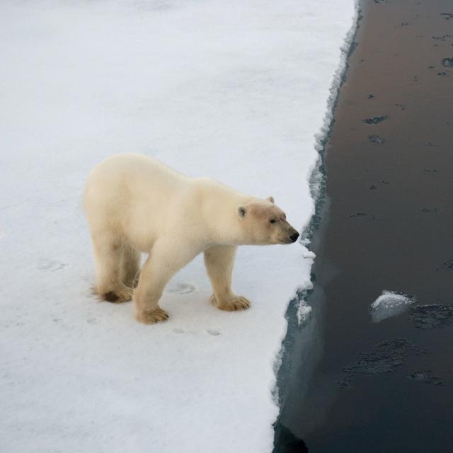 Polar bear on edge of an ice flow, Spitsbergen