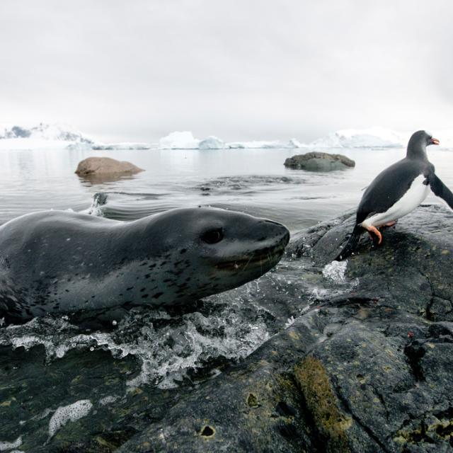 eopard seal (Hydrurga leptonyx) hunting Gentoo Penguin