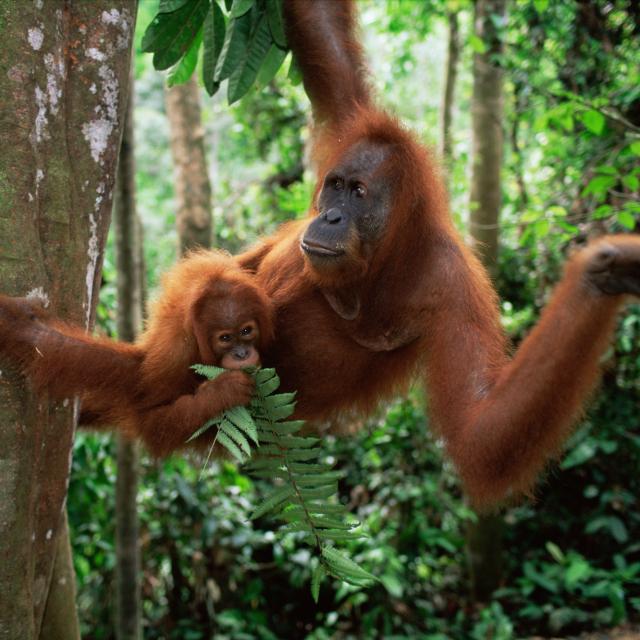 Sumatran Orang utan mother and baby sitting in tree