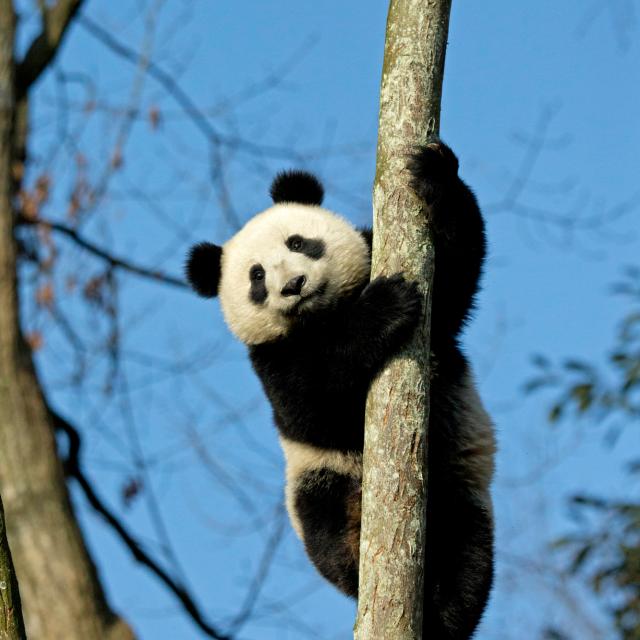 Panda clinging to a tree