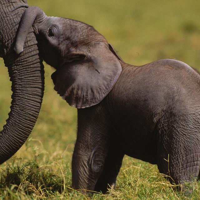 African elephant Calf kissing mother Amboseli National Park, Kenya